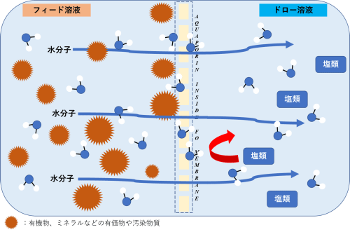 FO(正浸透)